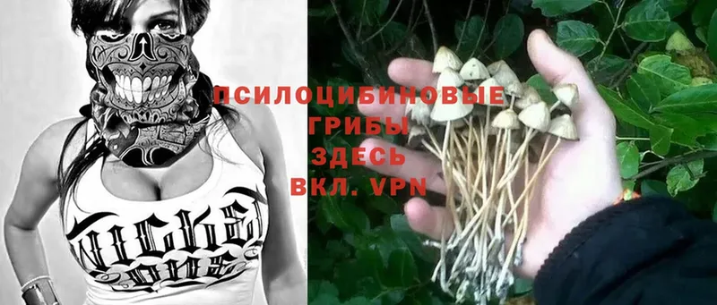 Псилоцибиновые грибы Cubensis  Вельск 